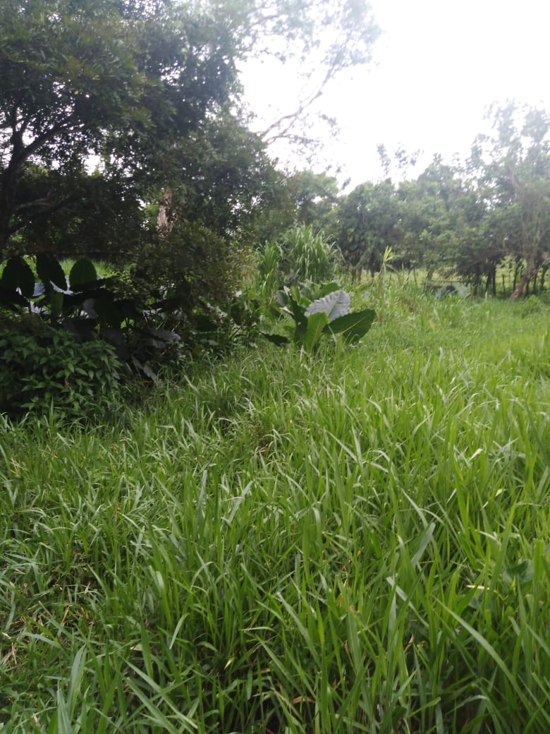 CHIRIQUI, BUGABA, SMALL FARM WITH HIGHWAY FRONTAGE IN LA ESTRELLA.