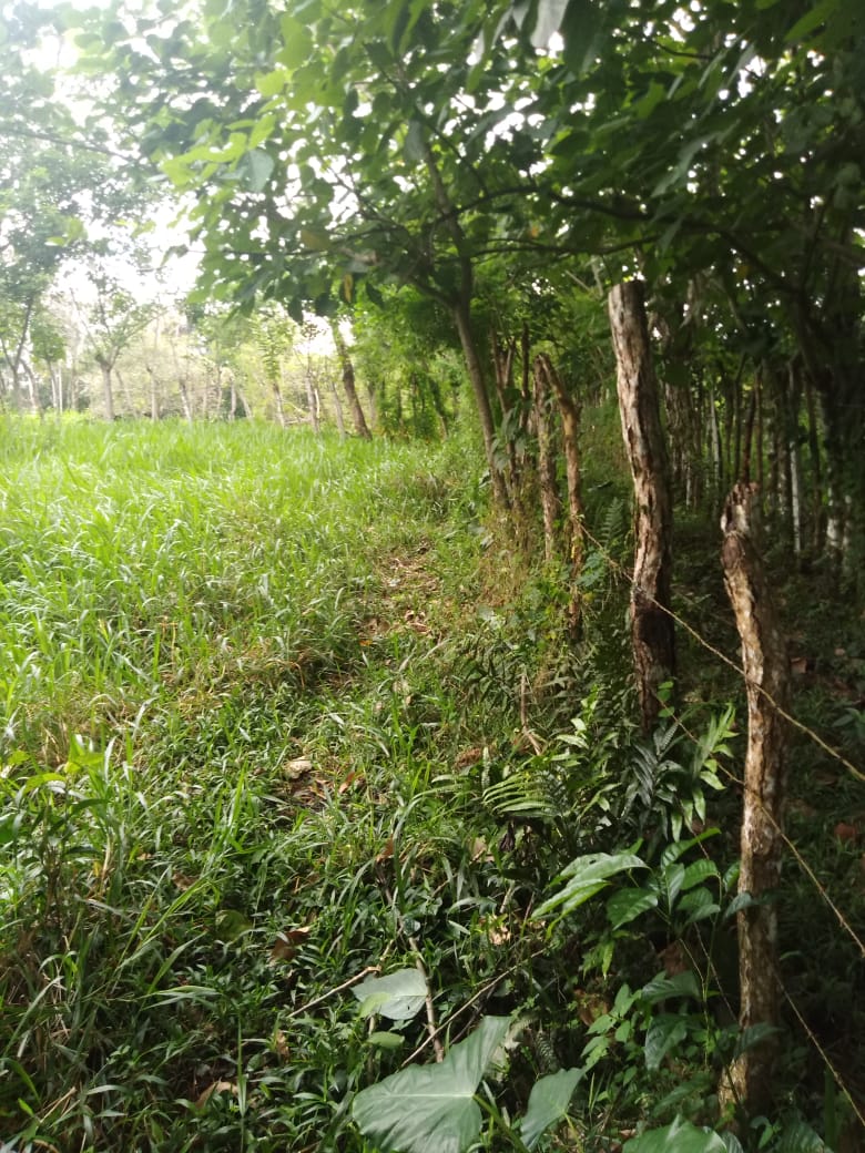 CHIRIQUI, BUGABA, SMALL FARM WITH HIGHWAY FRONTAGE IN LA ESTRELLA.