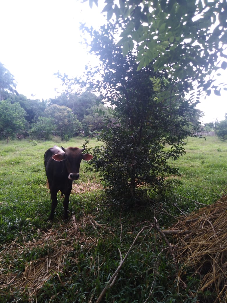 CHIRIQUI, BUGABA, SMALL FARM WITH HIGHWAY FRONTAGE IN LA ESTRELLA.