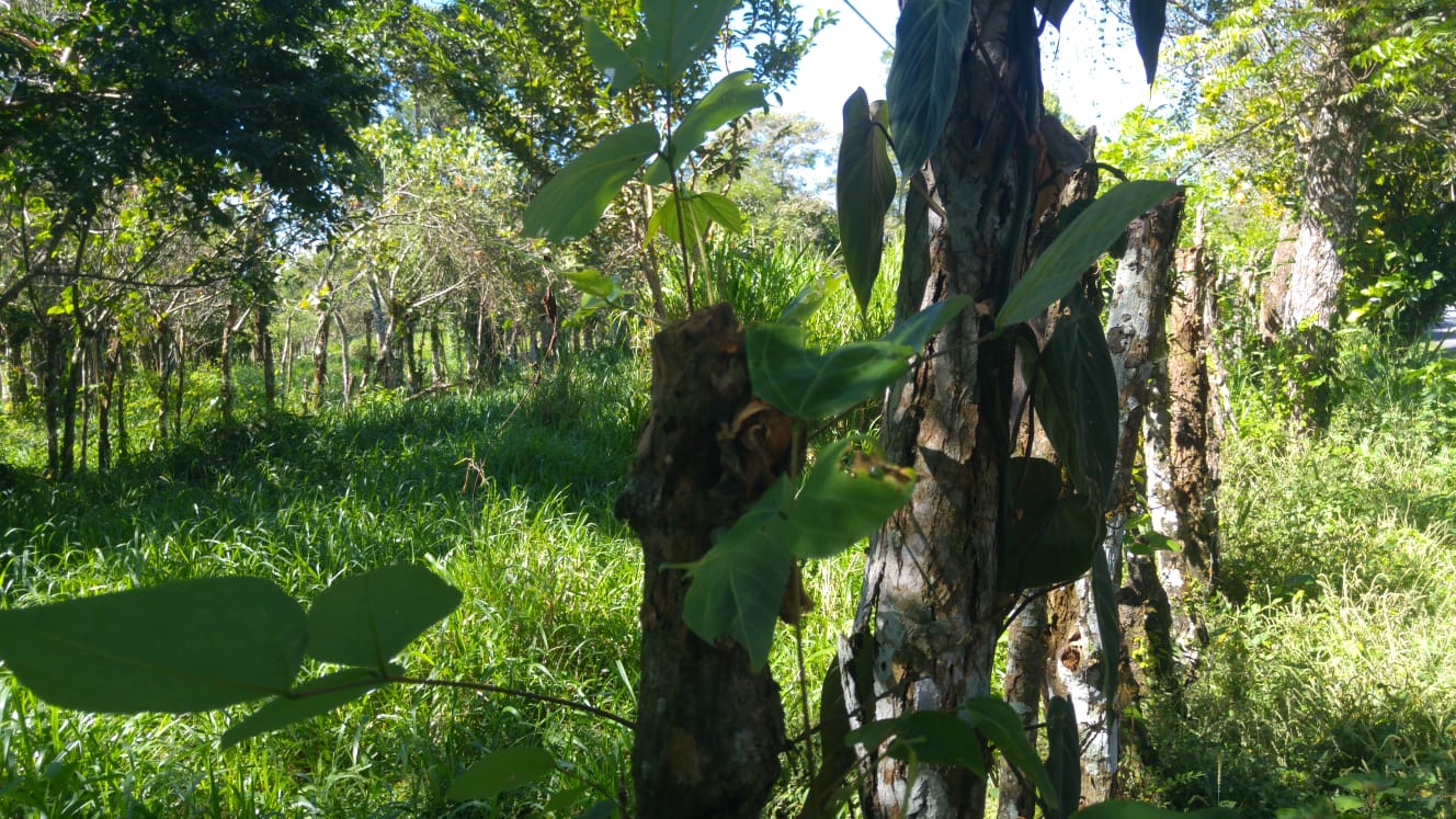 CHIRIQUI, BUGABA, SMALL FARM WITH HIGHWAY FRONTAGE IN LA ESTRELLA.