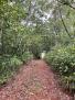 A Beach Front Development Land 48 ha Torio Panama