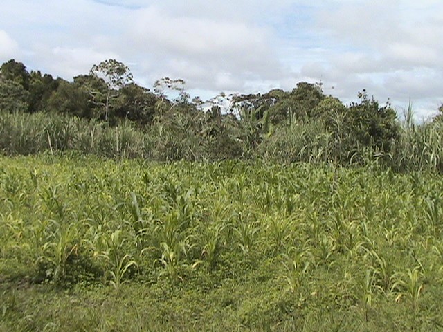 CHIRIQUI, DISTRITO DE DOLEGA, BEAUTIFUL FARM IN THE HIGHLANDS OF POTRERILLOS ARRIBA.