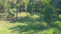 CHIRIQUI, DISTRITO DE BUGABA, OCEAN AND MOUNTAIN VIEW FARM NEAR THE TOWN OF PORTON