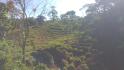 CHIRIQUI, DISTRITO DE BUGABA, OCEAN AND MOUNTAIN VIEW FARM NEAR THE TOWN OF PORTON