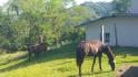 CHIRIQUI, DISTRITO DE BUGABA, OCEAN AND MOUNTAIN VIEW FARM NEAR THE TOWN OF PORTON