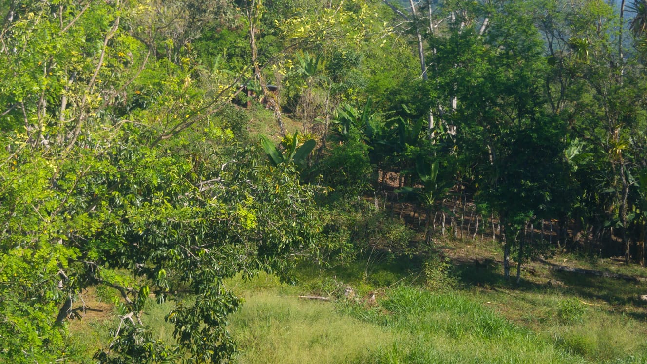 CHIRIQUI, DISTRITO DE BUGABA, OCEAN AND MOUNTAIN VIEW FARM NEAR THE TOWN OF PORTON