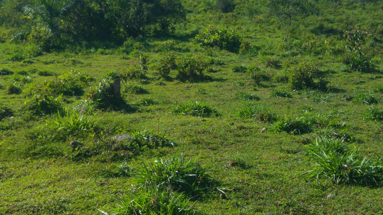 CHIRIQUI, DISTRITO DE BUGABA, OCEAN AND MOUNTAIN VIEW FARM NEAR THE TOWN OF PORTON