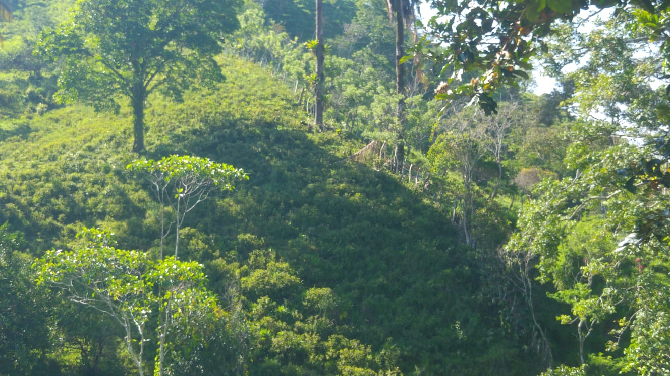 CHIRIQUI, DISTRITO DE BUGABA, OCEAN AND MOUNTAIN VIEW FARM NEAR THE TOWN OF PORTON