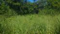 CHIRIQUI, BOQUERON, SMALL FARM LOCATED IN THE VICINITY OF LAS HUACAS.