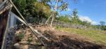 CHIRIQUI, BOQUERON, SMALL FARM LOCATED IN THE VICINITY OF LAS HUACAS.