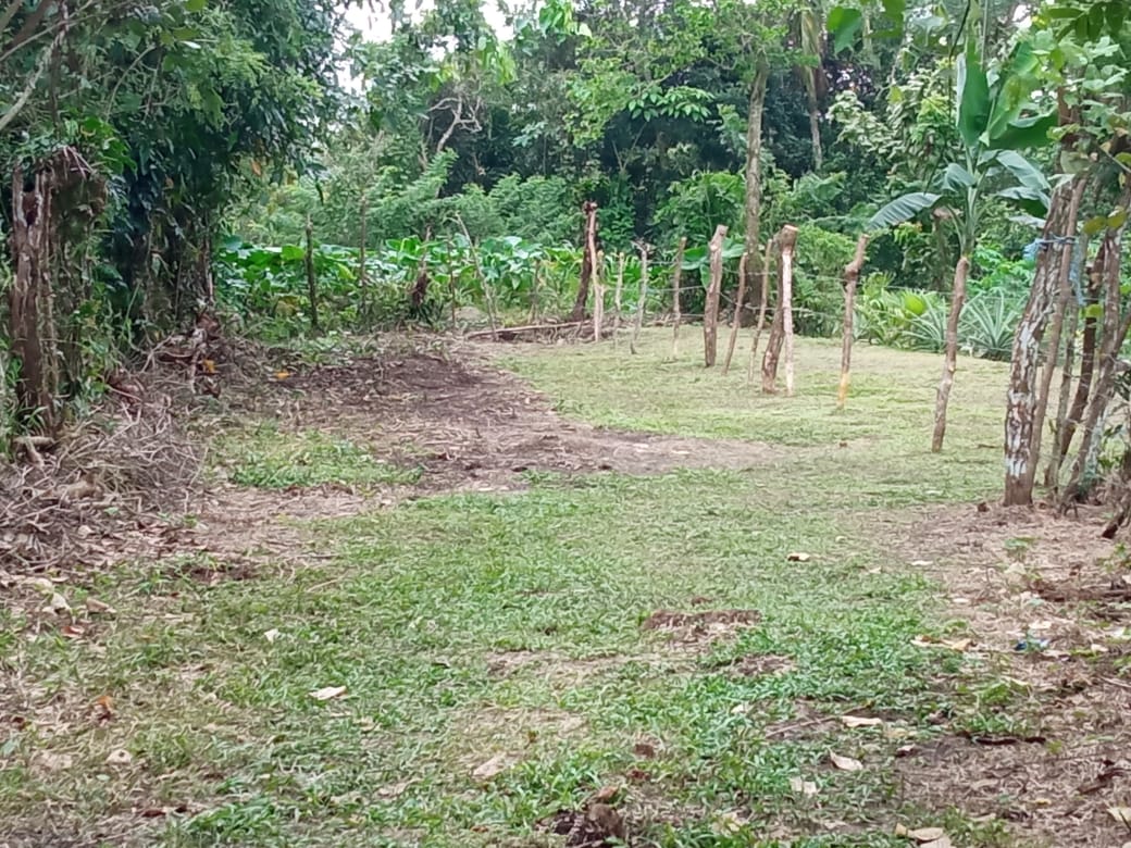 CHIRIQUI, BOQUERON, SMALL FARM LOCATED IN THE VICINITY OF LAS HUACAS.