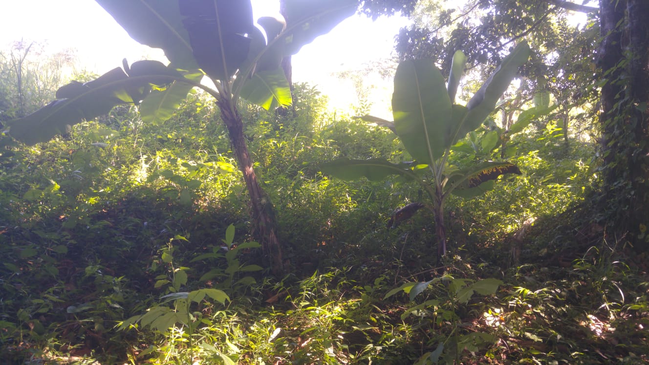 CHIRIQUI, BOQUERON, SMALL FARM LOCATED IN THE VICINITY OF LAS HUACAS.