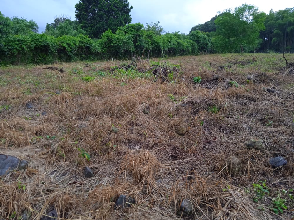 CHIRIQUI, BOQUERON, SMALL FARM LOCATED IN THE VICINITY OF LAS HUACAS.