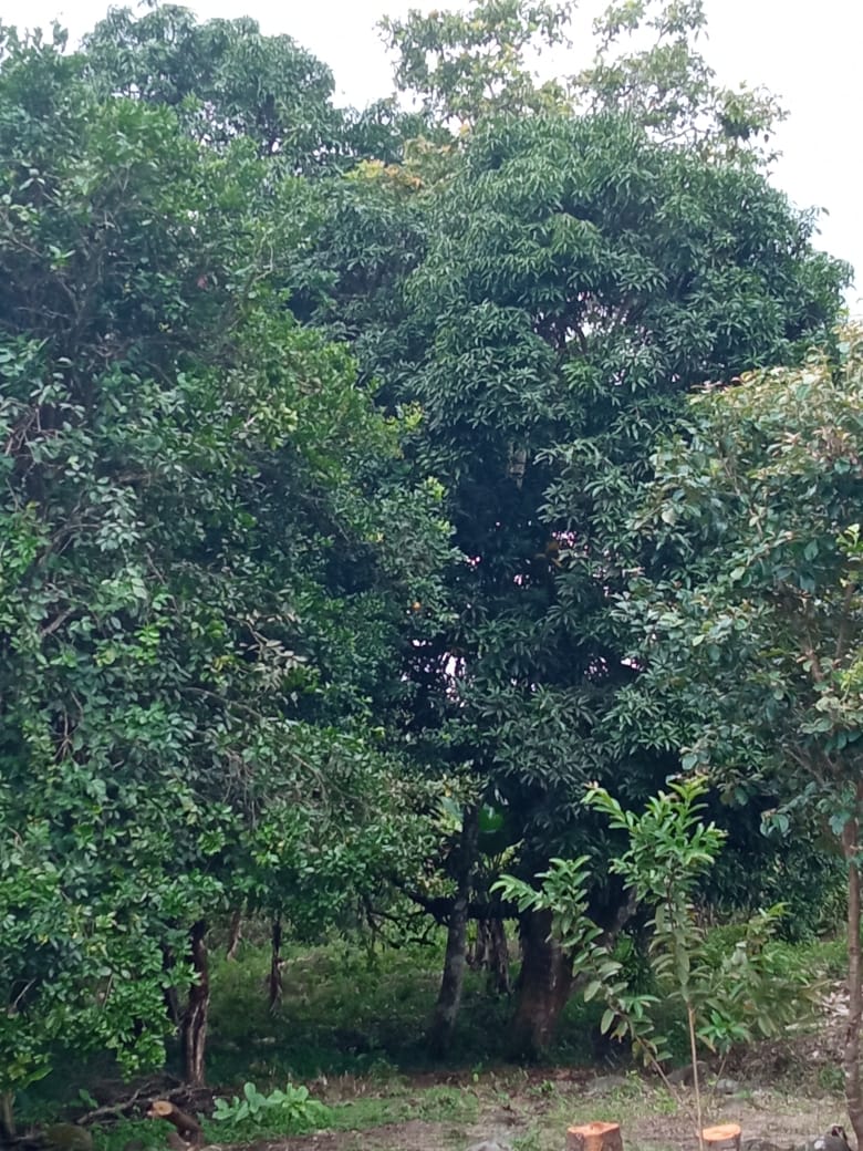 CHIRIQUI, BOQUERON, SMALL FARM LOCATED IN THE VICINITY OF LAS HUACAS.