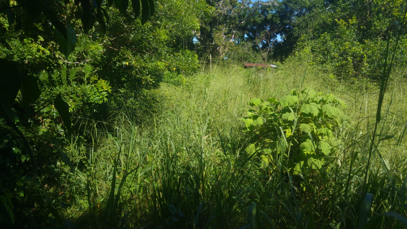 CHIRIQUI, BOQUERON, SMALL FARM LOCATED IN THE VICINITY OF LAS HUACAS.