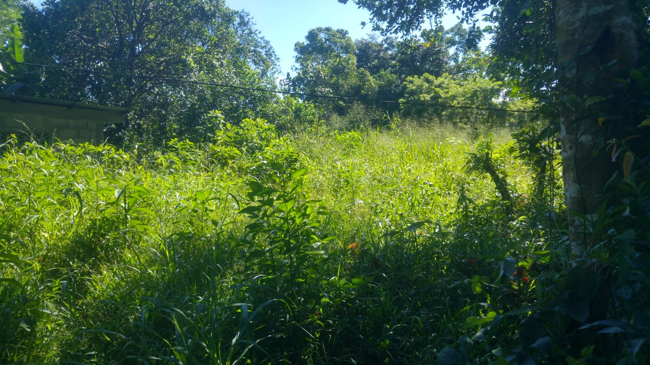 CHIRIQUI, BOQUERON, SMALL FARM LOCATED IN THE VICINITY OF LAS HUACAS.