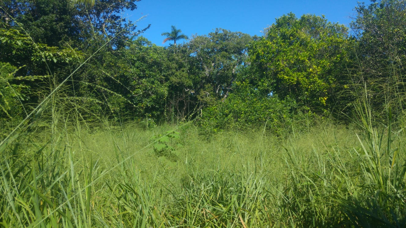 CHIRIQUI, BOQUERON, SMALL FARM LOCATED IN THE VICINITY OF LAS HUACAS.