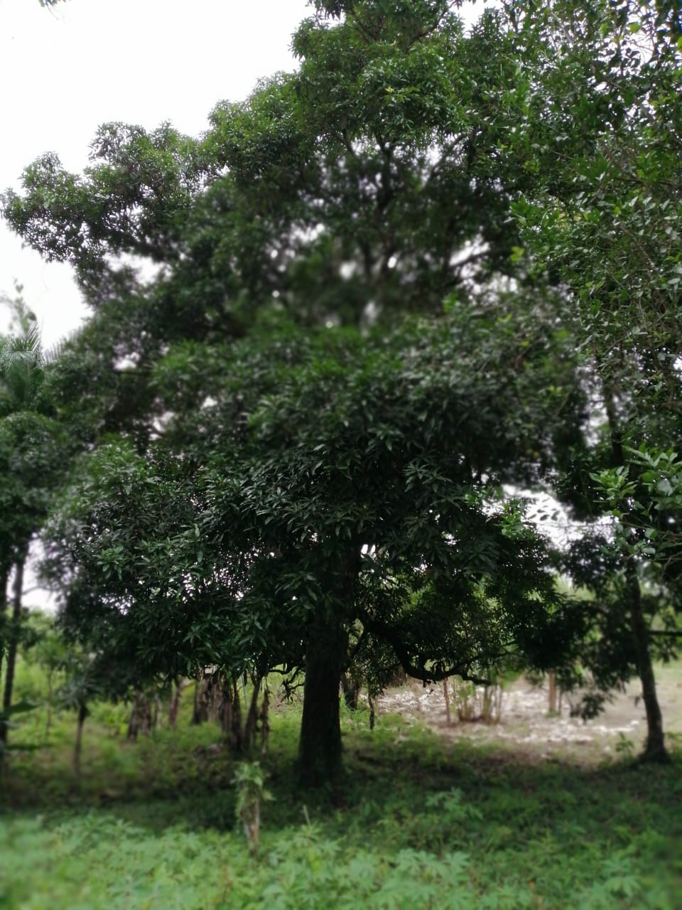 CHIRIQUI, BOQUERON, SMALL FARM LOCATED IN THE VICINITY OF LAS HUACAS.