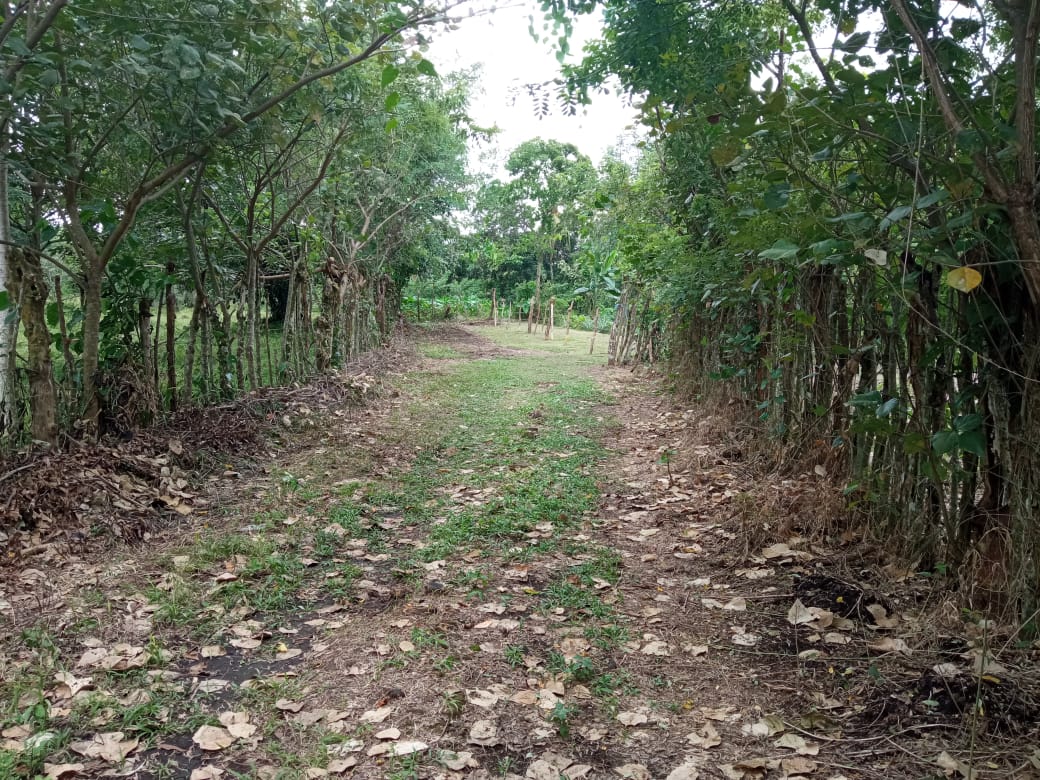 CHIRIQUI, BOQUERON, SMALL FARM LOCATED IN THE VICINITY OF LAS HUACAS.