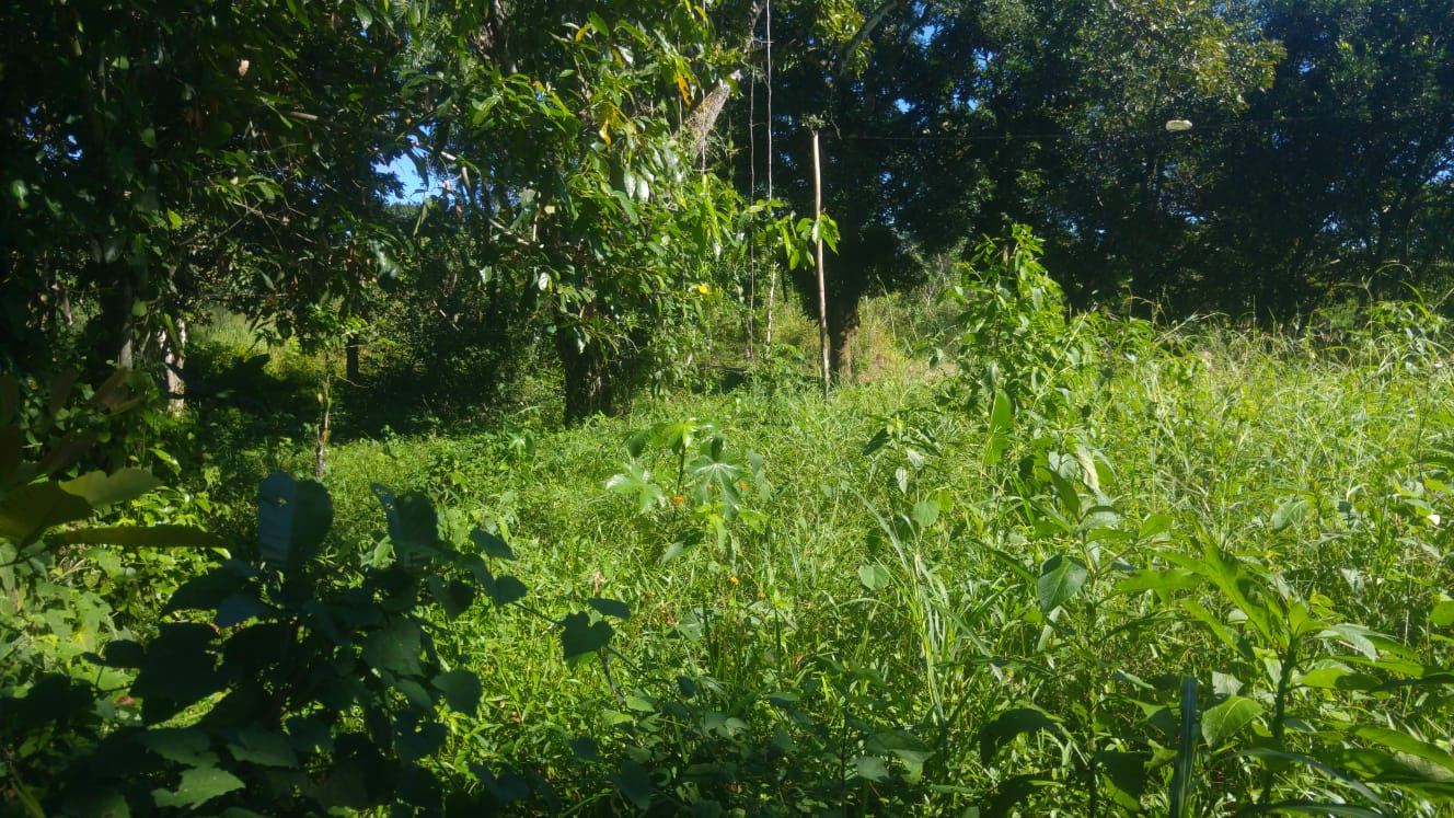 CHIRIQUI, BOQUERON, SMALL FARM LOCATED IN THE VICINITY OF LAS HUACAS.