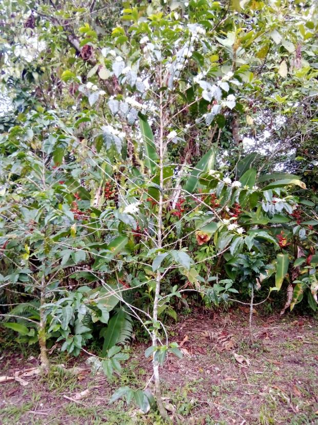 CHIRIQUI, BOQUERON, PROPIEDAD UBICADA EN PALMIRA DEL BANCO, CORREGIMIENTO DE MACANO.
