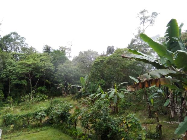 CHIRIQUI, BOQUERON, PROPIEDAD UBICADA EN PALMIRA DEL BANCO, CORREGIMIENTO DE MACANO.