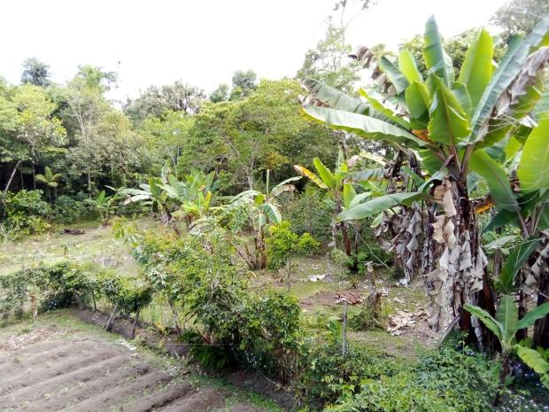 CHIRIQUI, BOQUERON, PROPIEDAD UBICADA EN PALMIRA DEL BANCO, CORREGIMIENTO DE MACANO.