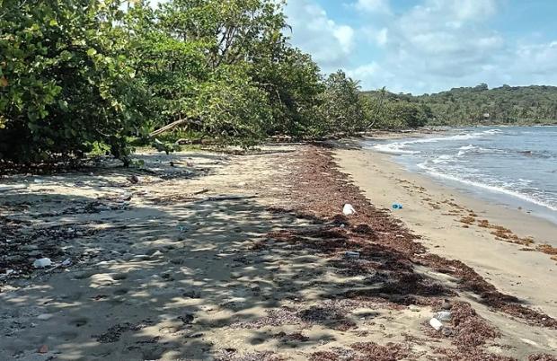 2 Hectares Rainforest Beach Property with 374 Meters of Sandy Beachfront