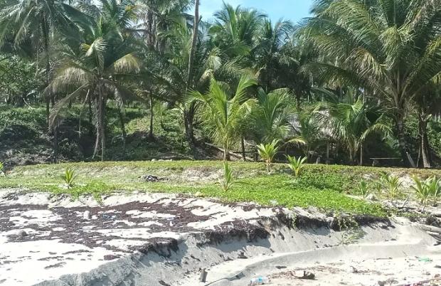 5 Hectares Rainforest Property with 83 Meters of Sandy Beachfront