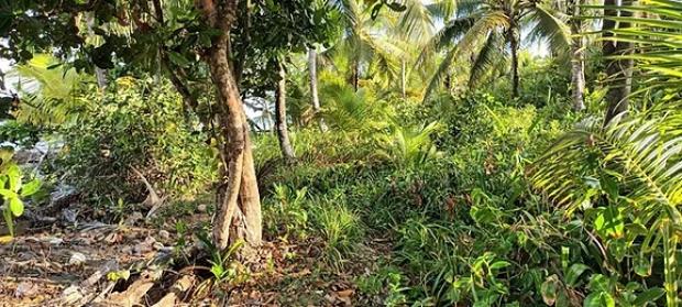 40 Hectares Rainforest Property with 150 Meters of Sandy Beachfront