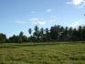 CHIRIQUI, DISTRICT OF REMEDIOS, ISLAND OF 14 HECTARES (34.5 ACRES).