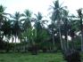 CHIRIQUI, DISTRICT OF REMEDIOS, ISLAND OF 14 HECTARES (34.5 ACRES).