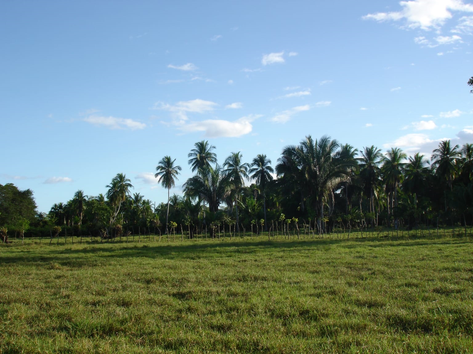 CHIRIQUI, DISTRICT OF REMEDIOS, ISLAND OF 14 HECTARES (34.5 ACRES).