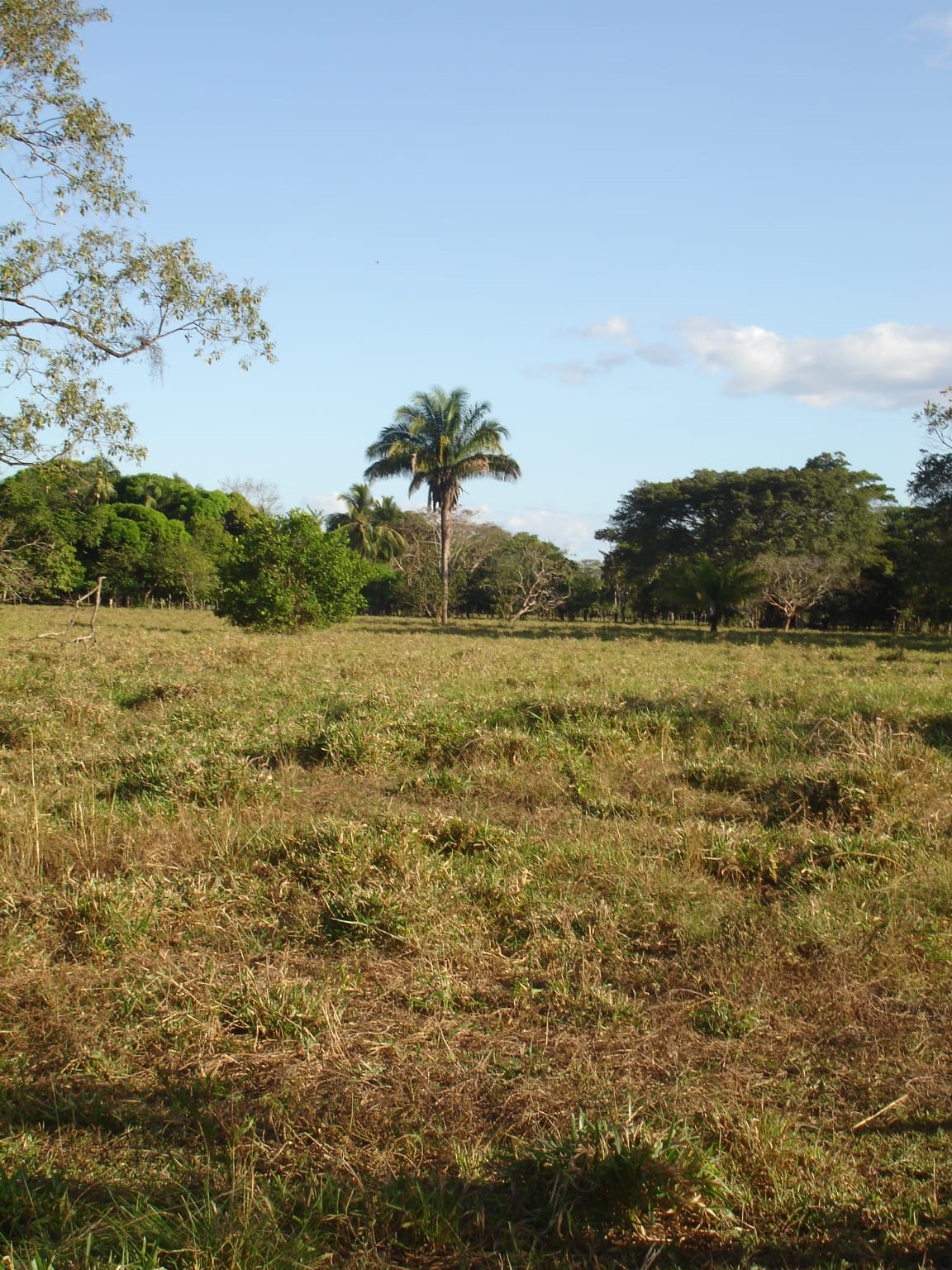 CHIRIQUI, DISTRICT OF REMEDIOS, ISLAND OF 14 HECTARES (34.5 ACRES).