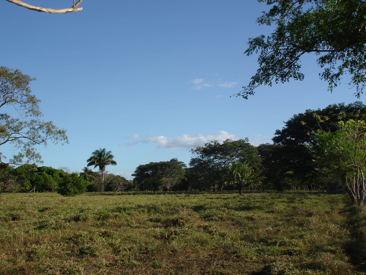 CHIRIQUI, DISTRICT OF REMEDIOS, ISLAND OF 14 HECTARES (34.5 ACRES).