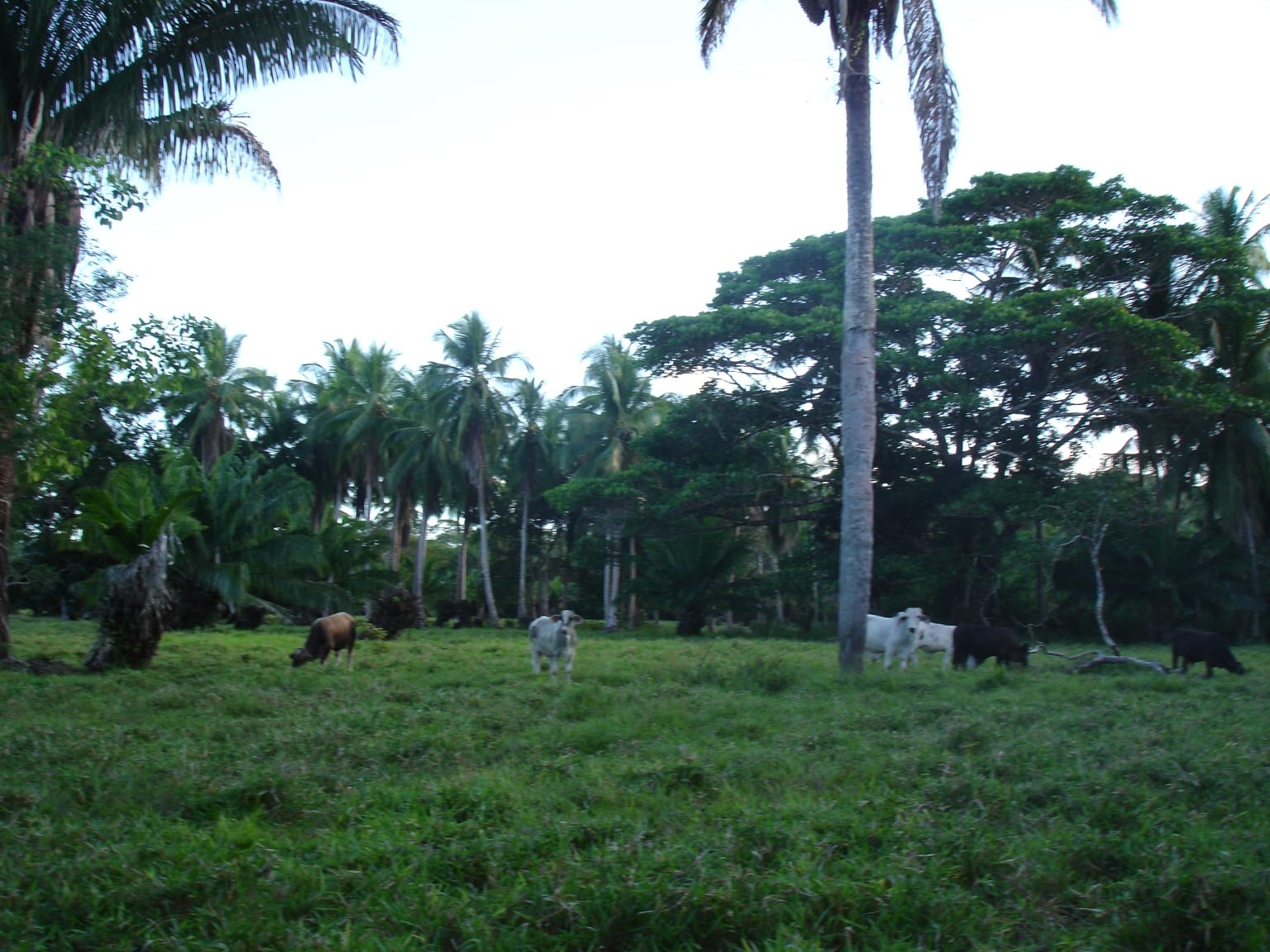 CHIRIQUI, DISTRICT OF REMEDIOS, ISLAND OF 14 HECTARES (34.5 ACRES).