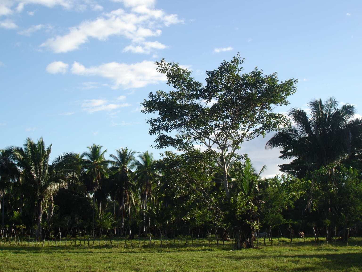 CHIRIQUI, DISTRICT OF REMEDIOS, ISLAND OF 14 HECTARES (34.5 ACRES).