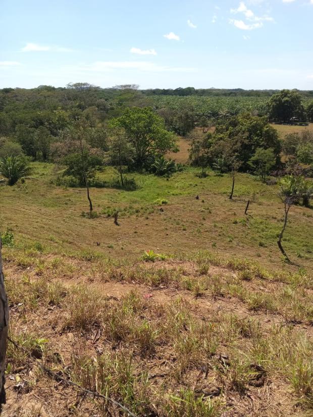 CHIRIQUI, DISTRITO DE DAVID, FINCA UBICADA EN LAS LOMAS.