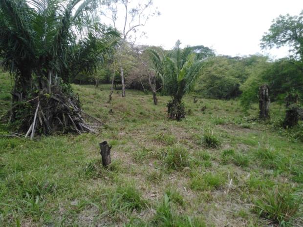 CHIRIQUI, DISTRITO DE DAVID, FINCA UBICADA EN LAS LOMAS.