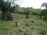 CHIRIQUI, DISTRITO DE DAVID, FINCA UBICADA EN LAS LOMAS.