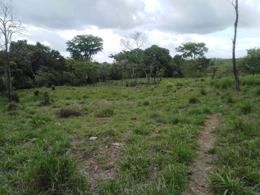 CHIRIQUI, DISTRICT OF DAVID, FARM LOCATED IN LAS LOMAS.