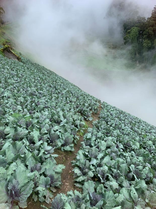 CHIRIQUI, DISTRICT OF TIERRAS ALTAS, LAND LOCATED IN LAS CUMBRES, CERRO PUNTA.