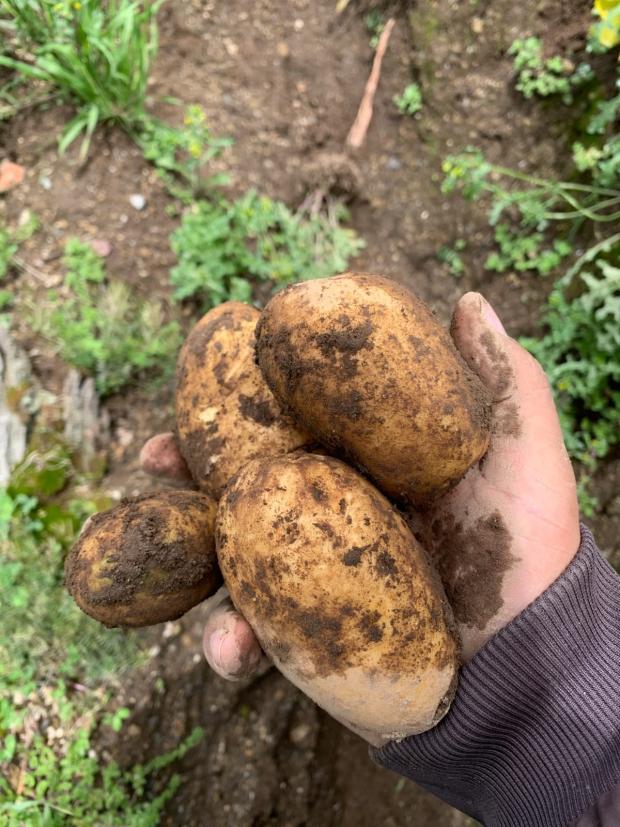 CHIRIQUI, DISTRICT OF TIERRAS ALTAS, LAND LOCATED IN LAS CUMBRES, CERRO PUNTA.