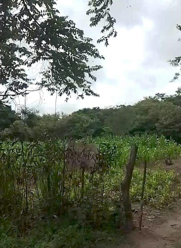 COCLE, ANTON, PROPIEDAD UBICADA EN JUAN HOMBRON, EL CHIRU.