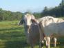 CHIRIQUI BUGABA TURN KEY OPERATION FARM