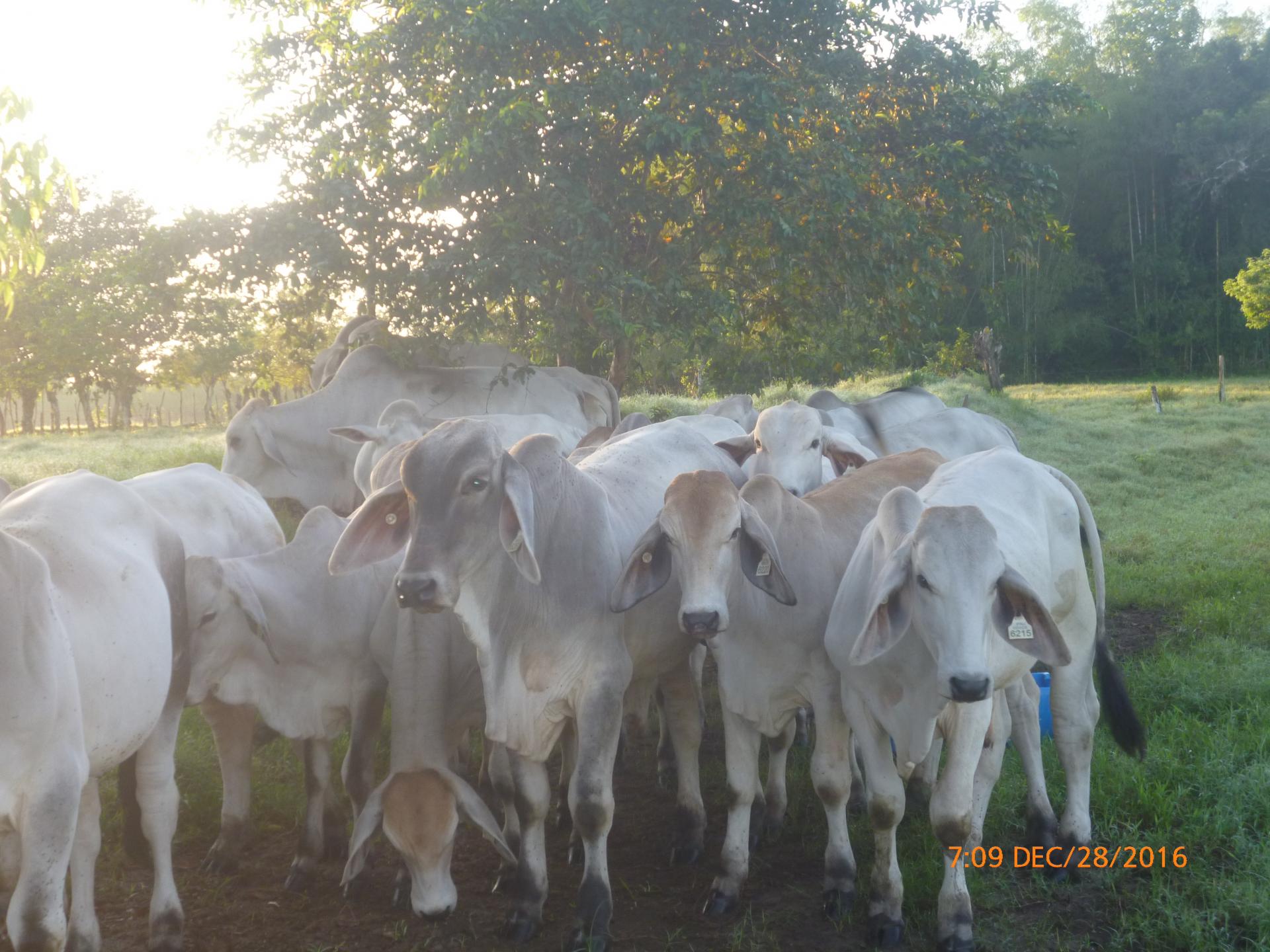 CHIRIQUI BUGABA TURN KEY OPERATION FARM