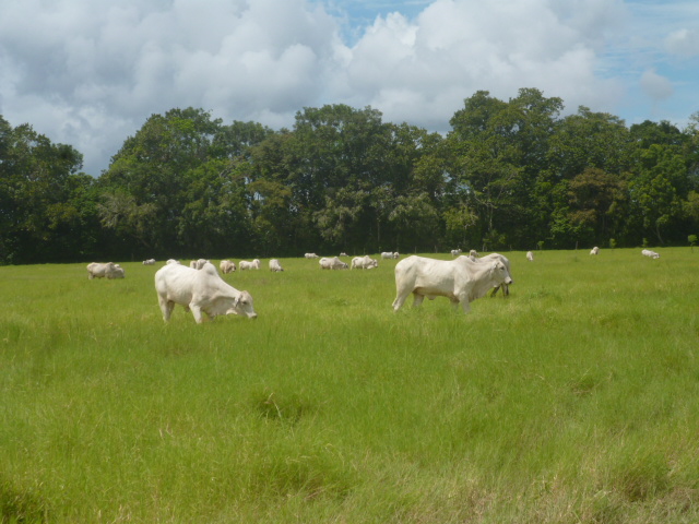 CHIRIQUI BUGABA TURN KEY OPERATION FARM