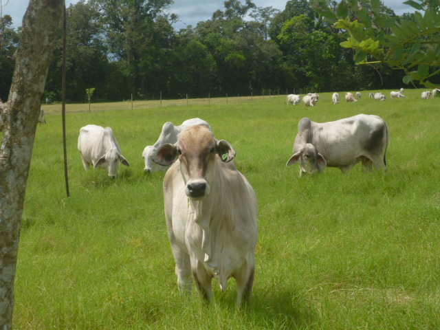 CHIRIQUI BUGABA TURN KEY OPERATION FARM