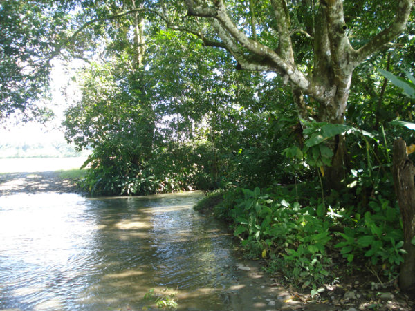 CHIRIQUI BUGABA TURN KEY OPERATION FARM