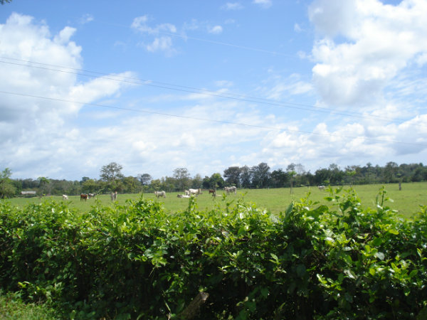 CHIRIQUI BUGABA TURN KEY OPERATION FARM